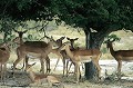  impalas,okavango,bostwana. 