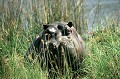 L'Hippopotame passe le plus clair de ses journées dans l'eau, sortant la nuit pour brouter dans les pâturages alentours. En effet sa peau supporte mal le soleil. hippopotame,okavango,bostwana. 