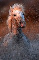  chevaux,camargue,france. 