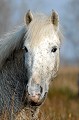  chevaux,camargue,france. 