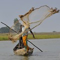 Les Bozo, qui sont installés dans le delta du Niger, sont considérés comme les "maîtres des eaux". Ce sont des pêcheurs habiles qui ont recours à des méthodes de pêche très variées : filets, nasses, barrages, plongée... Ici, le pêcheur utilise la technique dite de pêche à l'épervier, qui consiste à lancer un filet en chanvre de forme ronde, garni de plombs sur sa périphérie, qui va coiffer les poissons et les emprisonner grâce à un système de mailles sur le pourtour du filet. Ce dernier est remonté à l'aide d'une corde. C'est une pêche très physique et aussi très spectaculaire... bozo,mali,afrique. 