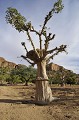 Le baobab est un arbre aux vertus multiples. Il peut nourrir et soigner hommes et animaux. Son écorce sert à confectionner des cordes, ses graines participent à la fabrication de savon et d'engrais, la sève est utilisée pour fabriquer du papier... Les Dogon se servent de l'arbre pour entreposer le fourrage destiné au bétail... dogon,mali,afrique. 