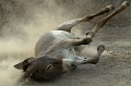 Utilisé pour le transport des marchandises et des hommes, l'âne est très présent dans les campagnes. mali,afrique. 