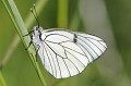 (Pieris napi) pieride,napi,france. 