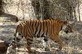 La peau du tigre est d'une grande beauté. Tout comme nos empreintes digitales, les rayures du tigre sont uniques. Autre moyen d'identification : le nombre de poils de moustache, différent d'un individu à l'autre. tigre,bengale,inde. 