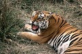 Le Tigre est un animal solitaire, chassant à l'affût la nuit ou le jour. Il attaque ses proies sur le côté ou par l'arrière, les tue d'une morsure à la nuque ou à la gorge et les étouffe. Carnivore, il se nourrit de Cerf axis, Cerf sambar, Nilgaut, Singe, Sanglier, Gaur... tigre,bengale,inde. 