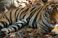 De taille imposante, jusqu'à 3 mètres de longueur pour les mâles, le tigre du Bengale peut atteindre un poids de 250 kg ! tigre,bengale,inde. 