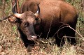  gaur,bison,inde. 