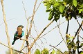 (Coracias benghalensis) Comme son compère africain, le Rollier indien appelé aussi "Geai bleu", est d'un plumage très coloré, avec de jolies nuances turquoises... rollier,indien,inde. 