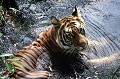Au siècle dernier, la population de tigres en Inde était estimée à environ 40 000 individus. Ce chiffre est tombé aujourd'hui à 4000 ! Considéré comme "mangeur d'hommes" cet animal a longtemps été chassé. Espèce protégée depuis 1970, il est encore hélas toujours braconné pour ses prétendues vertus médicales... tigre,bengale,inde. 
