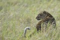  leopard,masai,mara,kenya. 