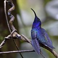 (Florisuga mellivora) colibri,jacobin,cou,blanc,male,costa,rica. 