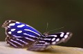 (Myscelia cyaniris) papillon,tropical,vague,bleue,costa,rica. 