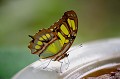 (Siproeta stelenes) papillon,malachite,costa,rica. 