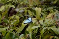 (Morpho menelaus didius) D'un bleu métallique étonnant, ce papillon est considéré comme le plus beau papillon du Costa Rica. Son envergure varie de 12 à 20 cm. Il peut vivre jusqu'à 2 mois et se nourrit de jus de fruits mûrs... papillon,morpho,costa,rica. 