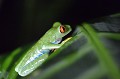 (Agalychnis callidryas) Cette grenouille est devenue l'emblème du Costa Rica.
Elle vit en milieu arboricole. Le jour, elle dort recroquevillée sous les feuilles. La nuit, elle arpente l'écorce rugueuse des arbres. Elle se nourrit de grillons, de mouches, de teignes des ruches... Elle se reproduit à la saison des pluies. La femelle dépose 30 à 50 œufs. Il faut 75 à 80 jours pour que les têtards se métamorphosent en grenouilles... grenouille,arbre,yeux,rouges,costa,rica. 