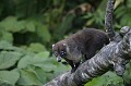 (Nasua narica) Le Coati se sert de son long museau pour rechercher de la nourriture. Omnivore opportuniste, il mange des fruits, des scarabées, des larves, des termites, des araignées, des scorpions, des lézards, des serpents et des rongeurs mais aussi des charognes. Les femelles vivent en groupe, les mâles sont solitaires. coati,nez,blanc,costa,rica. 