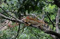 (Iguana iguana) L'Iguane vert peut prendre plusieurs couleurs, selon sa région d'origine. Ainsi dans l'ouest du Costa Rica, l'Iguane est de couleur orangée. Cet animal passe le plus clair de son temps dans les arbres, à se nourrir de feuilles. A l'âge adulte, il peut atteindre 1,5 m à 2 m et peser 5 kg. C'est un animal territorial qui n'hésite pas à s'attaquer à tout intrus pouvant prétendre à utiliser son espace. Comme la plupart des reptiles, il peut faire varier sa température en fonction de son environnement. Ainsi, il fait varier la couleur de sa peau en s'assombrissant pour mieux capter la chaleur du soleil ou en s'éclaircissant lorsqu'il fait trop chaud... iguane,vert,costa,rica. 