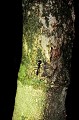 Il existe plus de 1000 espèces de fourmis au Costa Rica. Elles habitent généralement les zones ombragées et un peu humides. Certaines construisent leur nid sur des végétaux ou à l'intérieur de troncs de plantes vivantes. Les plus connues sont les fourmis "coupeuses de feuilles". On les rencontre en forêt transportant sur leur dos leur butin d'où leur surnom de "fourmis parasols". La matière végétale récoltée constitue le support organique nécessaire à la croissance d'un champignon dont elles se nourrissent. Les fourmis "atta" utilisent certains variétés d'arbres, de plantes et de fleurs pour cultiver ce champignon. La fourmi "bala" elle se rencontre au pied des arbres. Sa piqure est très douloureuse, semblable à celle provoquée par une balle de fusil... fourmis,costa,rica. 