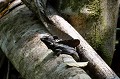 (Basiliscus basiliscus) Ce lézard, d'une longueur de 40 à 60 cm, vit en forêt tropicale humide. Il se nourrit de fruits et d'insectes et aussi d'œufs d'iguane. Le mâle présente une petite crête sur la tête. Excellent nageur, il est capable de marcher sur l'eau (à une vitesse de 12 km/heure) d'où son surnom de Lézard Jésus-Christ ! basilic,commun,costa,rica. 