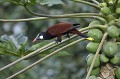 (Psarocolius Montezuma) Il occupe les zones humides, les lisières et les forêts secondaires. Il est présent dans les plantations de bananes, de cacao et de café. cassique,montezuma,costa,rica. 