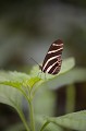 (Héliconius charithonia) Ce papillon vit en groupe d'une soixantaine d'individus. Durée de vie : 3 mois. L'espèce se rencontre dans les forêts humides zebre,heliconian,costa,rica. 