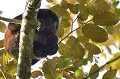 (Alouatta caraya) Ce primate se singularise par ses cris qui portent à plusieurs kilomètres. Il vit en groupe de 8 à 20 individus et se nourrit de feuilles et de fruits. La période de reproduction s'étend sur toute l'année. La femelle n'a qu'un petit par portée. La durée de gestation est de 6 mois, suivie de 6 mois de lactation et d'une année d'apprentissage avec la mère. singe,hurleur,costa,rica. 