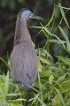 (Tigrisoma mexicanum) L'adulte porte une robe grise et bleue, contrairement au juvénile dont le plumage est plus chatoyant. onore,mexique,costa,rica. 