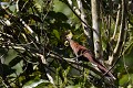 (Piaya cayana) Etrange oiseau, vivant dans la canopée, qui saute à travers les branches, court comme un écureuil, tourne autour des troncs pour ne pas être vu... Il se nourrit principalement de chenilles même les plus urticantes piaye,ecureuil,costa,rica. 