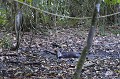 (Tapirus bairdii) Le Tapir de Baird constitue la plus grande des trois espèces de tapirs américains. Il vit dans des zones boisées ou herbeuses à proximité d'un cours d'eau ou d'un marais, à une altitude maximum de 3500 mètres. Il peut peser jusqu'à 300 kg. Son espérance de vie est d'une trentaine d'années. Il est herbivore, et se nourrit de feuilles, de brindilles, de fruits et de graines. Les accouplements peuvent avoir lieu toute l'année. La gestation est de 13 mois et la femelle n'accouche généralement que d'un petit. Cette espèce est menacée par la destruction de son habitat et aussi par la chasse, pour sa viande. tapir,baird,costa,rica. 