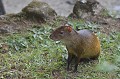 (Dasyprocta punctata) Ce rongeur qui se rencontre qu'en Amérique centrale et du sud est essentiellement frugivore. Il enterre sa nourriture comme les écureuils et contribue ainsi à la dispersion des espèces végétales. agouti,ponctue,costa,rica. 