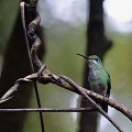 (Florisuga mellivora) Ce joli oiseau vit dans les forêts humides tropicales ou subtropicales, jusqu'à 900 mètres d'altitude. Il est nectarivore et insectivore. colibri,jacobin,cou,blanc,costa,rica. 