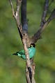 (Chlorophones spiza) Bel oiseau qui vit en lisière de la forêt tropicale et se nourrit de fruits, d'insectes et de nectar. tangara,emeraude,costa,rica. 
