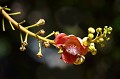 (Couroupita guianensis) L'arbre Boulet de canon est un arbre à feuillage persistant, de la même famille que le Noyer d'Amazonie. Les fleurs forment des grappes donnant de gros fruits sphériques, aliments du bétail. boulet,canon,costa,rica. 