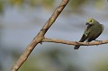 (Tachyphonus luctuosus) Contrairement au mâle qui est de couleur noire avec des épaulettes blanches, la femelle et l'immature sont de couleur olive, comme ci-dessus. Cet oiseau se nourrit d'insectes et de fruits. tangara,epaulettes,blanches,costa,rica. 