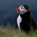 (Fratercula arctica) Macareux moine. macareux,moine,islande. 