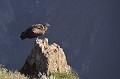 (Vultur gryphus) C'est l'oiseau emblématique des Andes, le plus grand rapace du monde. Oiseau sacré, il est censé servir de messager aux esprits de la montagne. On peut admirer son vol majestueux dans le Canyon del Colca, mais aussi sur toute la longueur des Andes, du nord de la Colombie au sud de la Terre de Feu.
Au nombre de 10 000 selon l'UICN (Union Internationale pour la Conservation de la Nature) l'espèce serait en régression (perte d'habitat et empoisonnement des carcasses dont il se nourrit). condor,perou. 