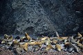 (Otaria flavescens) L'otarie à crinière est aussi appelée otarie de Patagonie ou Lion marin. Les mâles sont de couleur brun-sombre et les femelles marron-clair. Ces mammifères marins possèdent une crinière et peuvent atteindre 2,50 mètres et peser 350 kg. Ils viennent sur les côtes d'Amérique du sud se reproduire. lions,mer,perou. 
