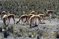 (Vicugna vicugna) C'est le plus petit des camélidés vivant au Pérou. Elle présente une silhouette fine et délicate. Son corps est recouvert d'une épaisse toison fauve ou chamois, le cou, la poitrine, la partie ventrale, le dessous de la queue, les longues pattes sont blancs. La vigogne vit en harde de 10 à 20 individus, menée par un mâle dominant, sur les hauts plateaux de la Cordillère des Andes, entre 3200 et 4800 m d'altitude. Elle se nourrit de plantes herbacées et de graminées et se reproduit au cours des mois de mars et avril. La femelle donne naissance à un seul petit, après une gestation de 11 mois. Son prédateur est le puma, mais aussi l'homme car sa laine qui porte le nom de carmeline est fine et chaude et très recherchée. Chaque animal ne produit qu'entre 150 et 250 grammes de laine par an.
Plus chère que le cachemire, un pull se vend autour de 3000 euros et un costume 20 000 euros ! On dénombre 125 000 vigognes aujourd'hui au Pérou. vigognes,perou. 