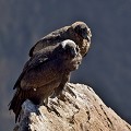 (Vultur gryphus) Comment différencier mâle et femelle ? Deux critères : la couleur et la tête. Le mâle est brun clair et possède une caroncule ainsi que des lobes charnus sur le cou, la femelle est  brun rougeâtre et ne porte ni caroncule, ni lobes au cou... condors,vallee,colca,perou. 
