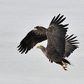 D'autres espèces côtoient les grues, ce sont principalement les cygnes chanteurs et les aigles de Steller, qui évoluent avec grâce sur les lacs gelés d'Hokkaido. hokkaido,aigles,steller. 
