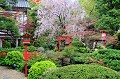  jardin,japon. 