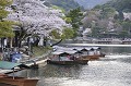  cerisiers,kyoto,japon. 