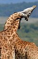 C'est avec le cou et la tête que les girafes se combattent... girafes,kenya,afrique. 