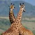 Deux mâles, rivaux dans la conquête d'une femelle, se combattent... girafes,masai,mara,kenya. 