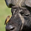(Buphagus africanus) Le Pique-boeuf et le Bufle sont inséparables. L'oiseau trouve sur le mammifère un véritable garde-manger. Le Buffle apprécie d'être débarrassé des tiques et des mouches qui investissent son cuir... buffle,pique,boeuf,masai,mara,kenya. 