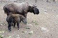 La faune sauvage est importante au Bhoutan. On peut y observer au sud du pays des éléphants, des tigres, des léopards, des buffles et des gaurs. Tout au nord, il est possible de faire la rencontre de yacks, léopards des neiges et takins...
Cet animal a la tête d'une chèvre et le corps d'un buffle. Il s'agit d'une espèce rare, de la famille des ovins-caprins, visible à 4000 mètres ou au zoo de Thimphu. Il se nourrit de bambou et peut peser jusqu'à 250 kg. Espèce menacée et protégée. takin,bhoutan. 