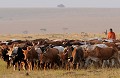 La réserve Masaï Mara est la propriété du peuple Masaï. Celui-ci élève du bétail sur les zones dévolues aux animaux sauvages, ce qui n'est pas sans poser quelques problèmes de cohabitation. Lorsqu'un membre du troupeau est dévoré par un fauve, le Masaï ne laisse jamais le coupable impuni... masai,mara,kenya. 