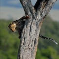  leopard,masai,mara,kenya. 