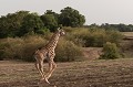  Kenya 2017 
 girafe 